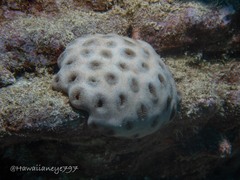 Palythoa tuberculosa