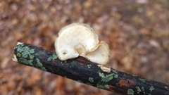 Neofavolus americanus