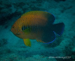 Centropyge potteri