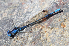 Argia elongata