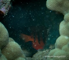 Centropyge loriculus