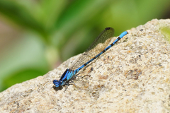 Argia elongata