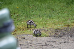 Chloephaga poliocephala