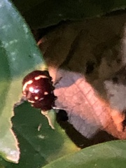 Doryphorina