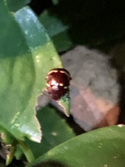 Doryphorina