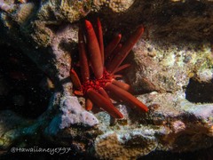 Heterocentrotus mamillatus