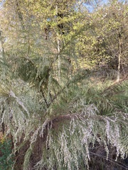 Eupatorium capillifolium