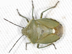 Chlorochroa pinicola