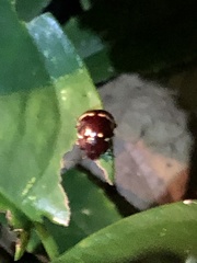 Doryphorina