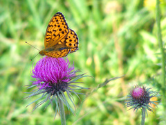 Carduus defloratus