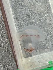 Rhopilema verrilli