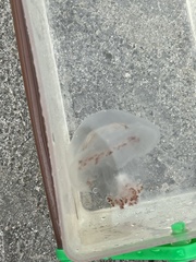 Rhopilema verrilli