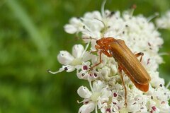 Cantharis