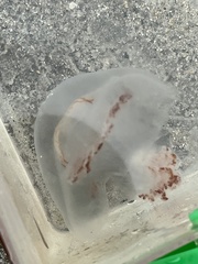 Rhopilema verrilli