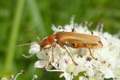 Cantharis