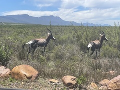 Damaliscus pygargus pygargus