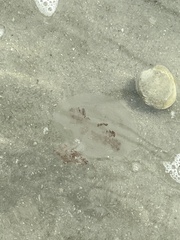 Rhopilema verrilli