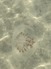 Rhopilema verrilli
