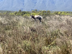 Damaliscus pygargus pygargus