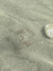 Rhopilema verrilli