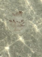 Rhopilema verrilli