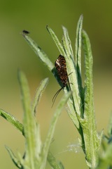 Hagenella clathrata