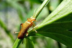 Cantharis
