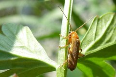 Cantharis