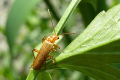 Cantharis