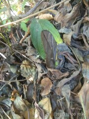 Eryphanis