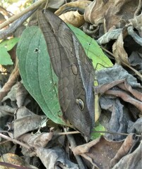 Eryphanis