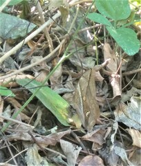 Eryphanis