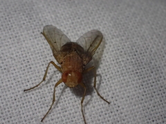 Ormia ochracea
