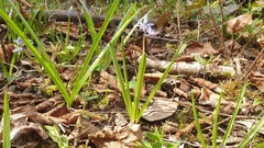 Hyacinthoides italica