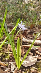 Hyacinthoides italica