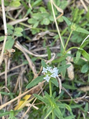 Spermacoce verticillata