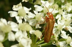 Cantharis cryptica