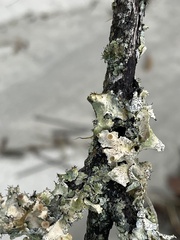 Parmotrema subrigidum