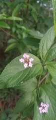 Lantana trifolia