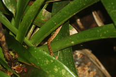 Leptodeira