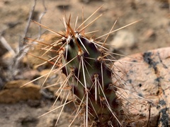 Cylindropuntia