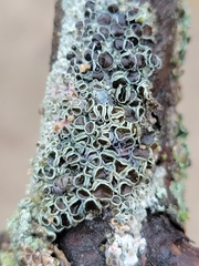 Physcia stellaris