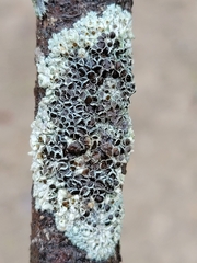 Physcia stellaris