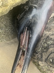 Delphinidae