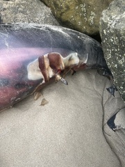 Delphinidae