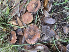 Lactarius xanthogalactus