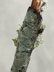 Lecanora strobilina