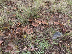 Lactarius xanthogalactus