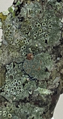 Lecanora strobilina