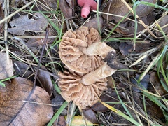 Lactarius xanthogalactus